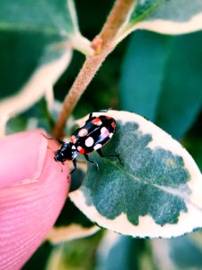 Trees, Forest, Lady bug