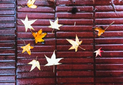 Maple, Leaf, Uruguay