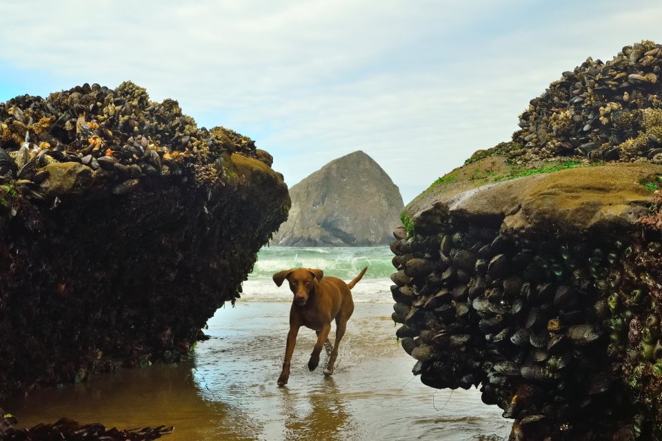Pacific city, Cape kiw, A state natural area