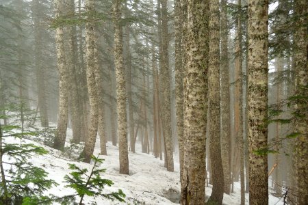 Gifford pinchot national forest, United states, Trees
