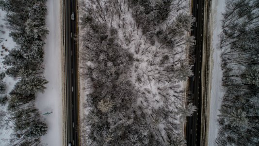 aerial photo of trees covered in snow