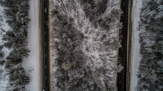 aerial photo of trees covered in snow photo