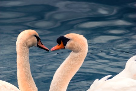 Swans, Birds, Swim