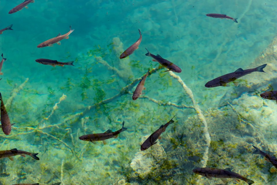 school of black fish