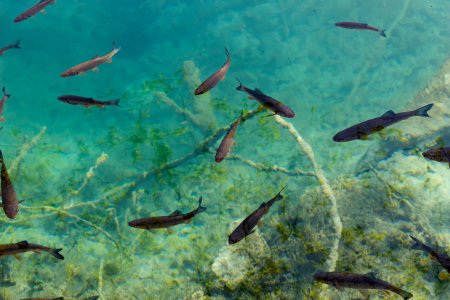 school of black fish