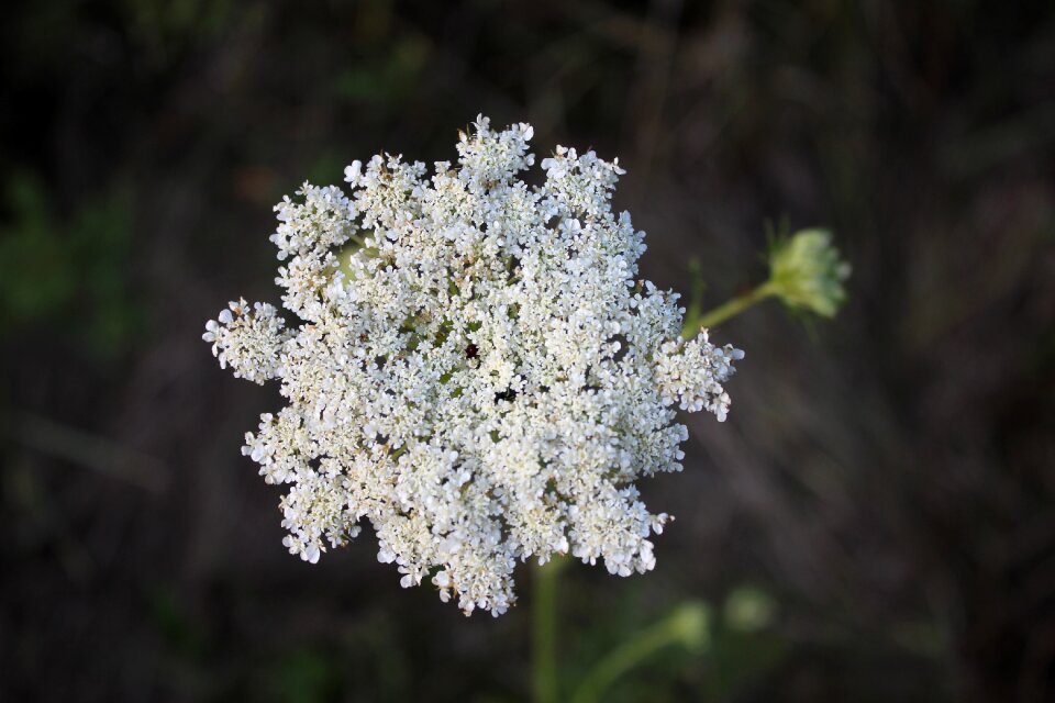 Plant white nature