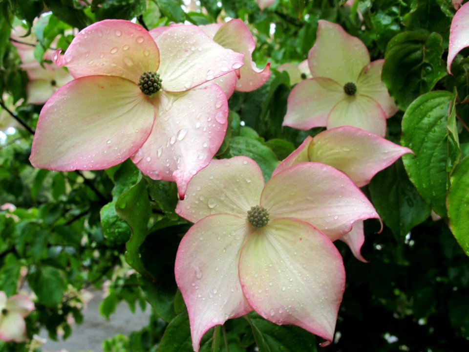 Seattle, United states, Closeup