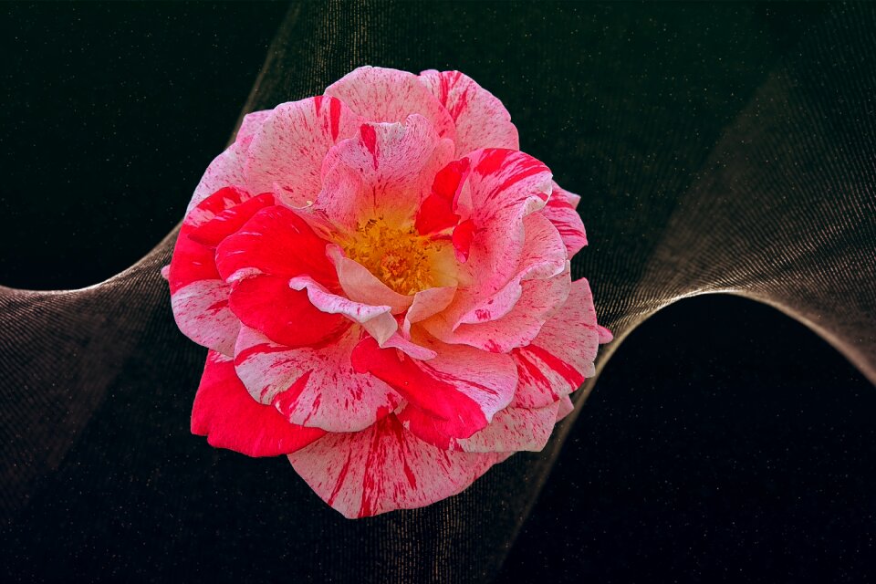 Blossom bloom rose blooms