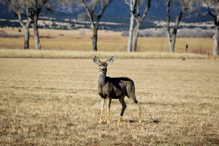 Cimarron, United states, Wild animals photo