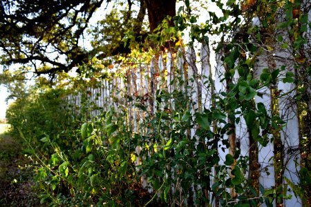 Sealy, United states, Fence