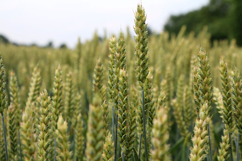 Cornfield landscape nature