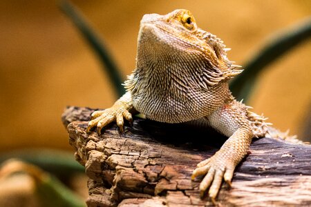 Amphibian dragon dry
