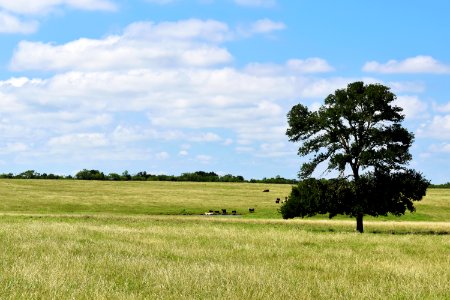 Gonzales, United states, Texas