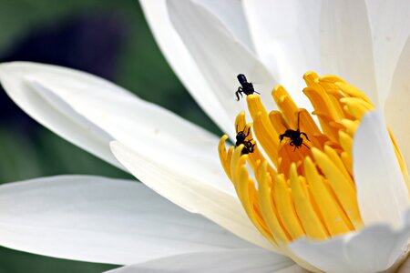 Nature lotus plant