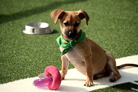 Houston, United states, Pet