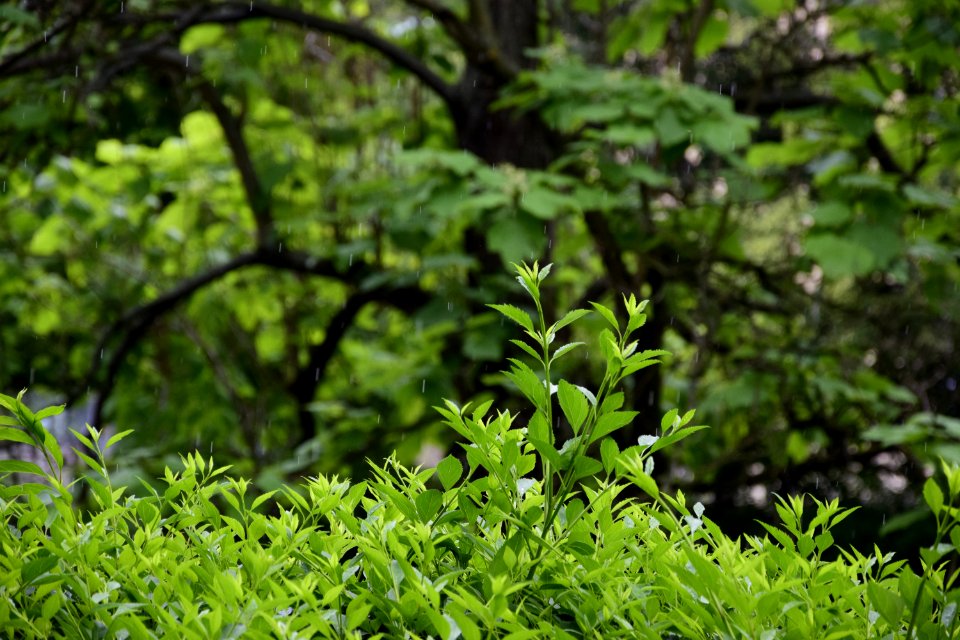 Brno, Czechia, Trees