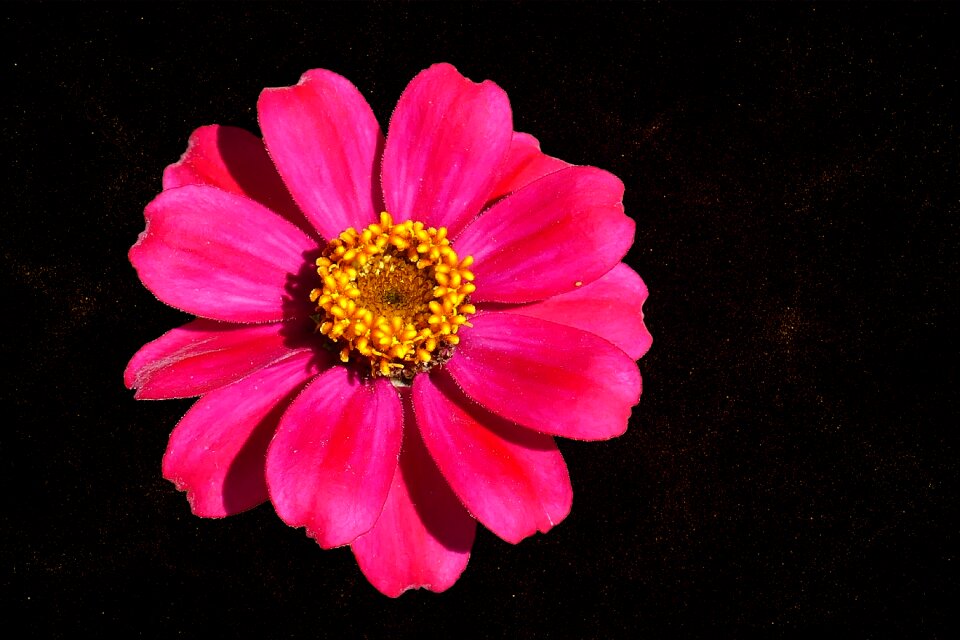 Bloom composites zinnia violacea
