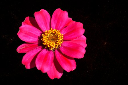Bloom composites zinnia violacea