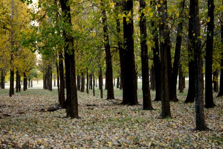 Leaves, Trees, Autumn