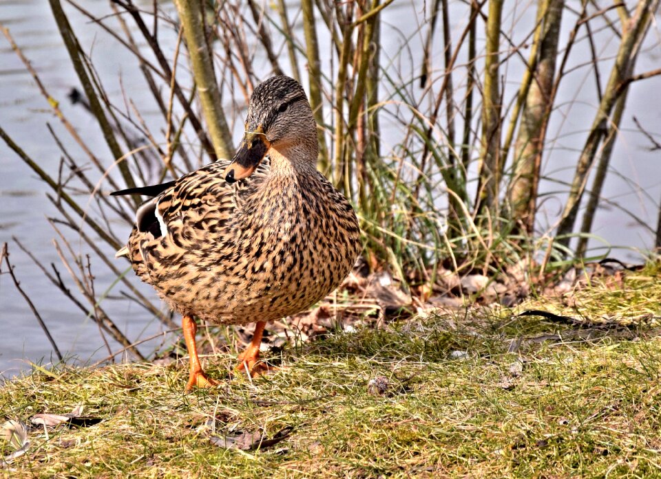 Plumage waterfowl nature