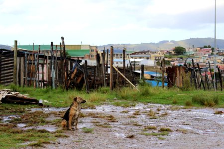 South africa, Dog