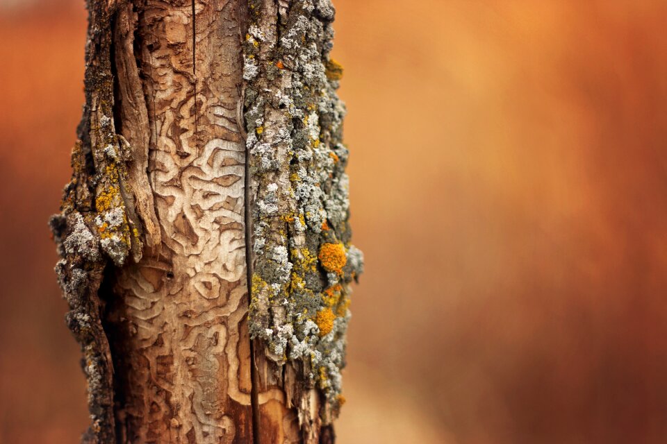 Fall autumn animal