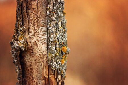 Fall autumn animal