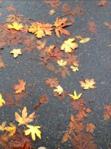 Vancouver, Canada, Leaves photo