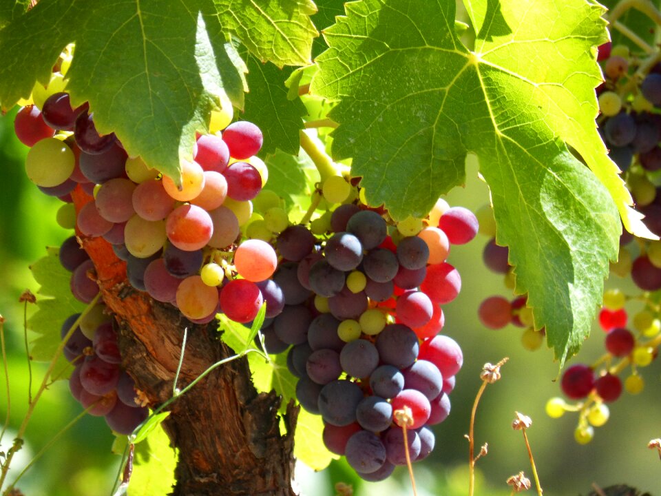 Maturation maturing green and ripe