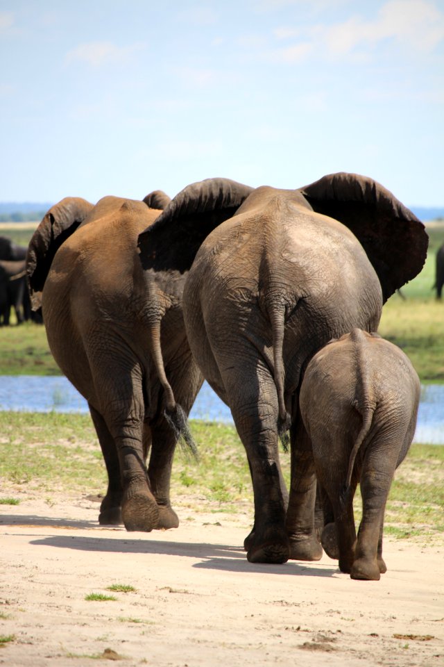 Botswana, The end, Africa photo