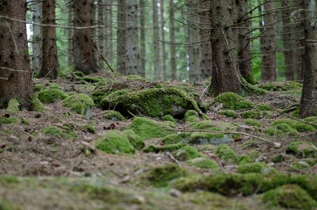 Gran moss forest