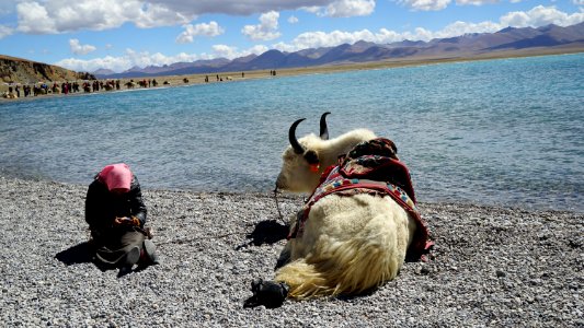 In lhasa, China photo