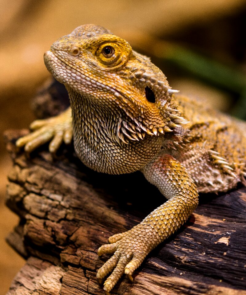 Amphibian dragon dry