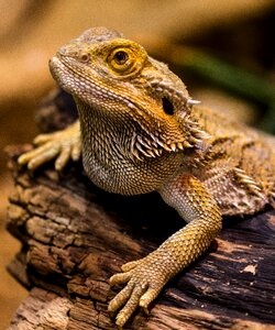 Amphibian dragon dry