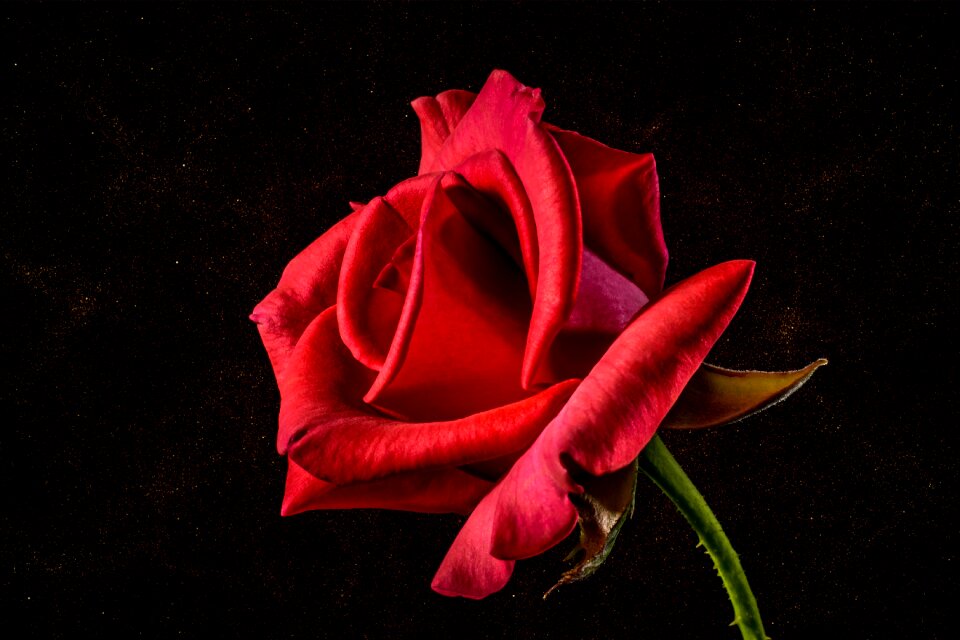 Blossom bloom rose blooms