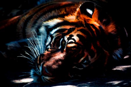 photograph of sleeping tiger