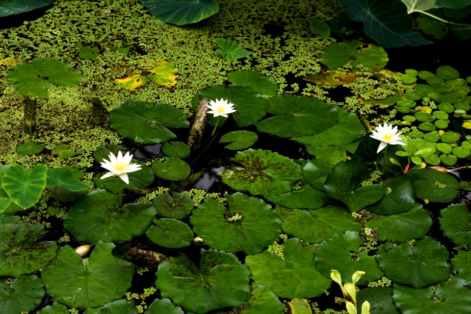 San francisco, United states, Green