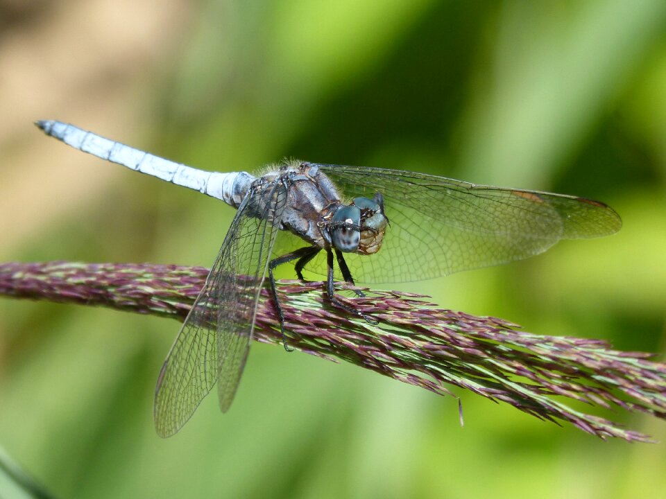 Wetland orthetrum cancellatum dragonfly
