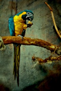yellow and blue macaw perched on tree branch photo