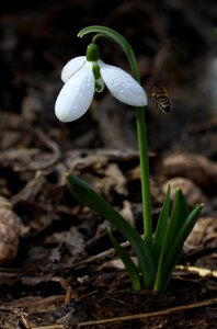 Spring flower plant