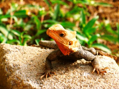 Nature, Liz, Dragon