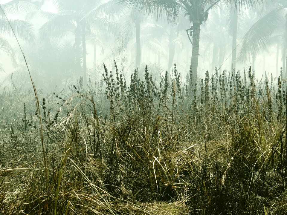 Mist, Nature, Tropic
