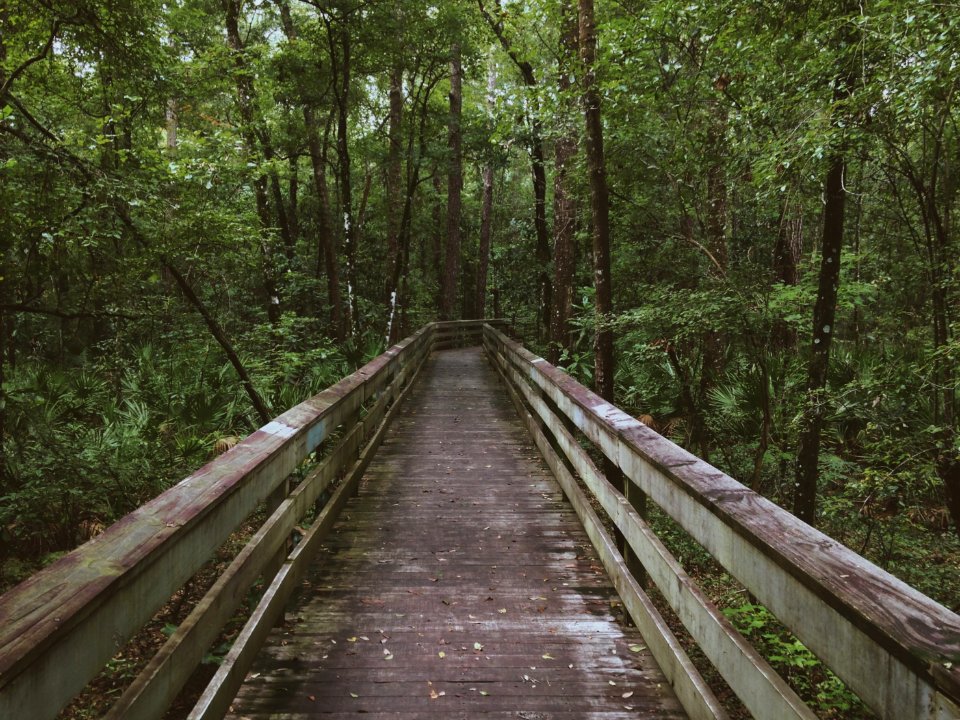 bridge surrounded with trees