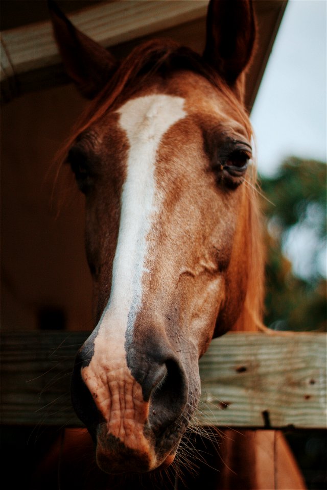 photography of horse