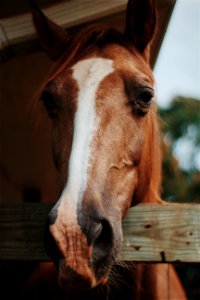 photography of horse