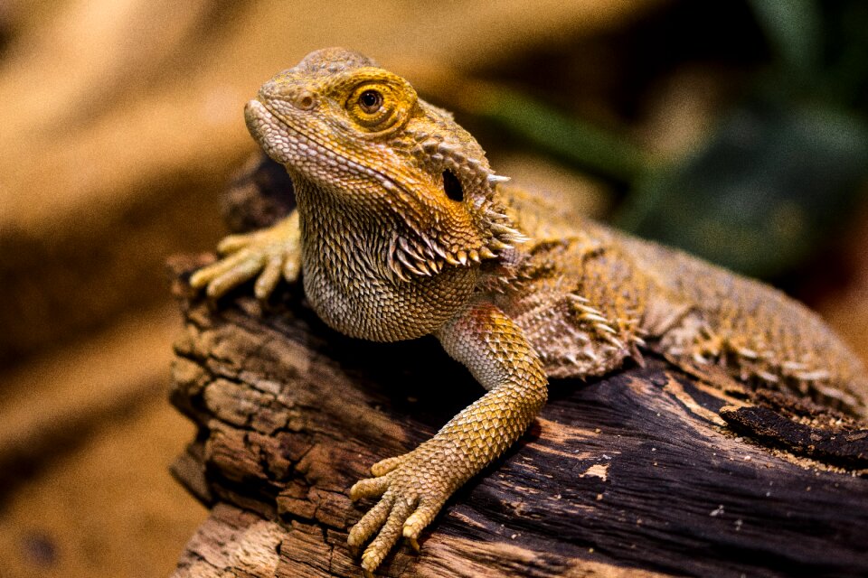 Amphibian dragon dry