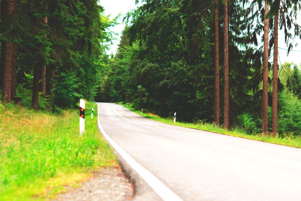 Nature, Outdoor, Trees