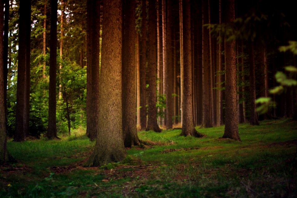 brown trees during daytime