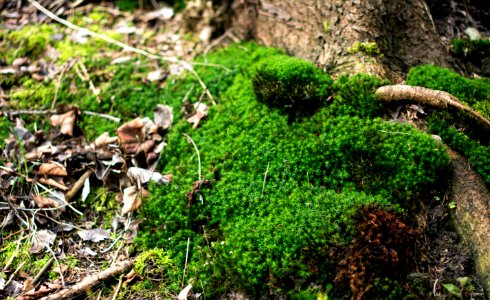 Erzgebirgskreis, Germany, Forest soil