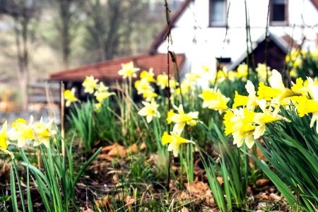 Erzgebirgskreis, Germany, Daff photo